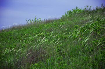 Steppe feather grass close-up. Feather grass in the steppe.