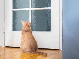 kat kitten wachten aan de deur