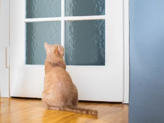 Fotobehang Grappige hond kat kitten wachten aan de deur