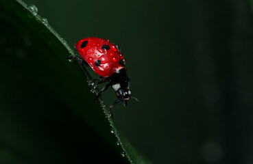 ladybug on a blade of grass
