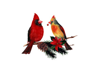 Watercolor male and female cardinal birds with pine branch,cone and poinsettia. Hand drawn illustration.