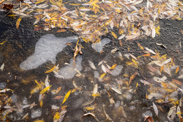 A thin crust of ice on the water surface and frozen yellow leaves. Beautiful scene of late autumn.