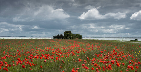 Obraz premium FIELD OF POPPIES AND SKY