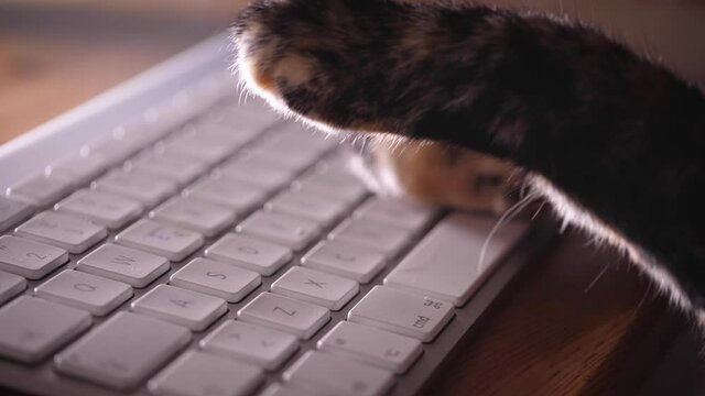 Cat paws typing with the keyboard, funny concept of technology. Funny animal doing people things. 