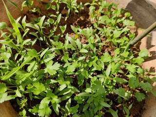 Coriander leaves