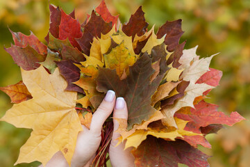 Autumn maple leaf close up. 
leaves in hand. Golden autumn maple leaf. Maple leaf in autumn. Autumn maple leaf