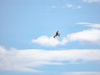 Buscando su próxima caza