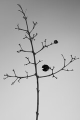 Fine art deadwood in black and white