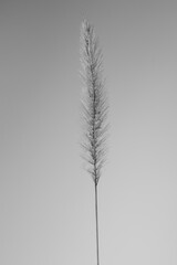 Obraz premium Fine art ear of corn in black and white