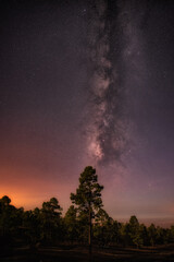 tree with milky way stars and sky illuminated with cold and warm colors