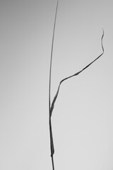 Fine art dry leaf in black and white