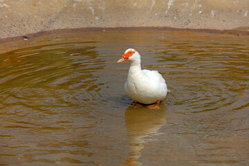 African geese swim in park waters, China