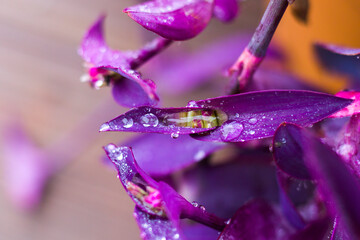 Dew on the plant leaves, water reflection, drops and dew in the misty and foggy weather