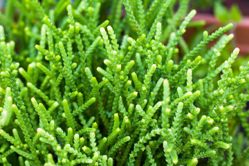 Green color plant macro and close-up background