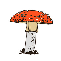Forest poisonous mushroom, vector hand drawn Amanita muscaria, fungus isolated on white background