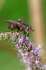 fly feeding on flower