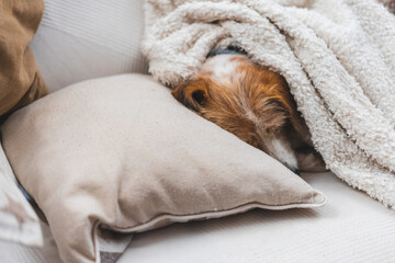 Obraz premium Older dog lying on the sofa