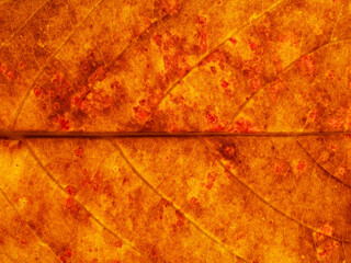 dry autumn brown leaf texture