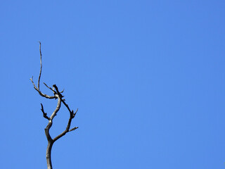 dry branch of tree with blue sky background