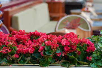 red flowers in restaurant on street