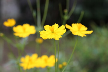 The most beautiful Cosmos flowers.