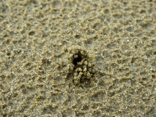 Crab hole on sand beach at Pranburi, Prachuap Khiri Khan, Thailand - habitat of ghost crab ( Ocypode ceratophthalmus ) at low tide