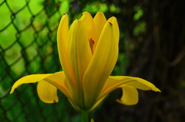 Obraz premium Beautiful Lily flower on green leaves background. Lilium flowers in the garden. Background texture plant fire lily with orange buds. Image plant blooming tropical flower lily