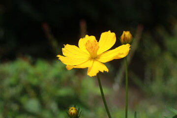 The most beautiful Cosmos flowers.