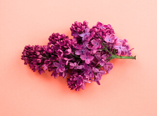 Obraz premium Beautiful lilac flowers on a same color background. Minimalistic floral trendy composition.