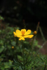The most beautiful Cosmos flowers.