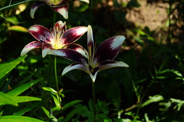 Beautiful Lily flower on green leaves background. Lilium flowers in the garden. Background texture plant fire lily with orange buds. Image plant blooming tropical flower lily
