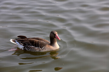 Grey geese swim in park water, China