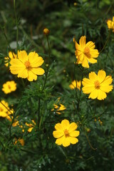 Fototapeta premium The most beautiful Cosmos flowers.