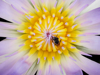 bee on pollen of purple lotus