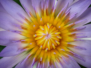close up view pollen of purple lotus