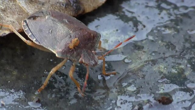 Kugelspringer reitet auf Wanze