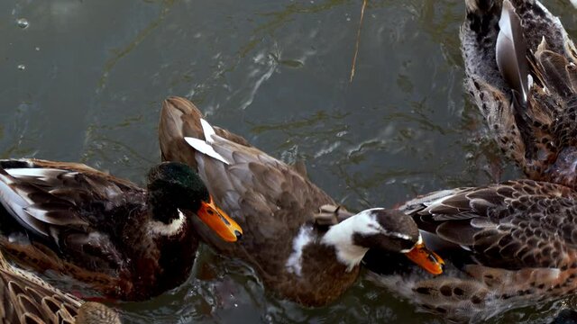 Animal Bird Ducks on Lake in Nature