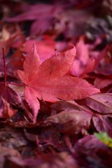 Rotes Ahornblatt, Herbst, Laub, Blätter 