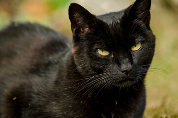 Katze Portrait frontal