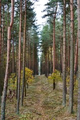 Fototapeta premium pine forest in autumn