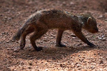 beautiful portrait of a baby striped mongoose walking on the ground in a zoo in valencia, spain