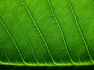 close up view of green plumeria leaf texture