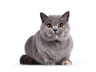 Impressive blue tortie British Shorthair cat, laying down facing front. Looking towards camera with amazing orange eyes. Isolated on white background.