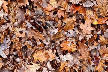 autumn leaves on the ground