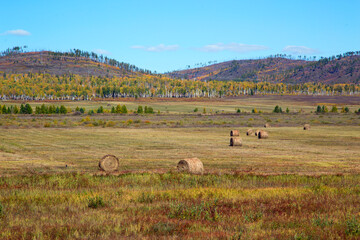 Rolls of hay on an autumn background. Horizontally.