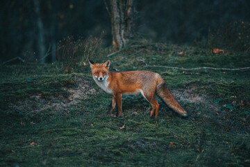 Red Fox in the grass