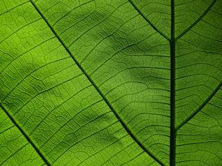 Fototapeta na wymiar green leaves texture ( teak leaves )