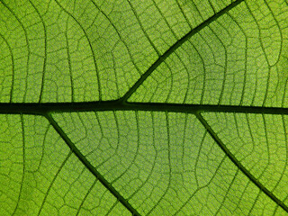 green leaf texture ( teak leaf )