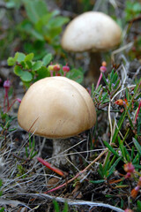 Tundra mushrooms. Yamalo-Nenets Autonomous Okrug (Yamal), Russia.