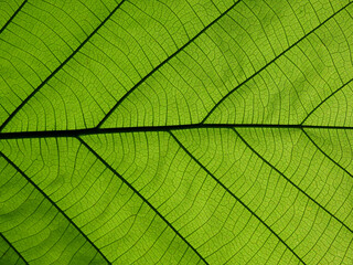 Naklejka na ściany i meble green leaf texture ( teak leaf )